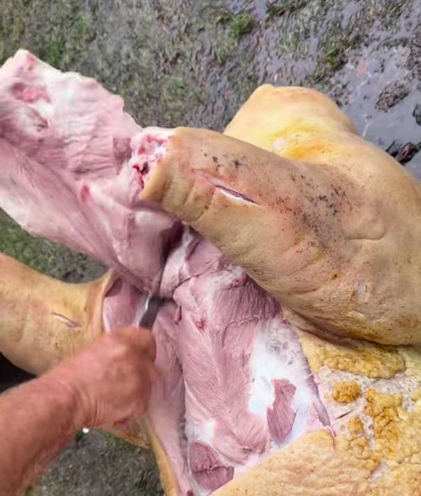 Свинина напродаж