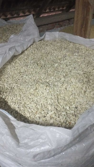 Гарбузове насіння сорт українка багато плідна