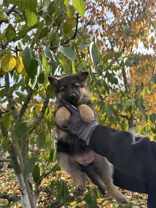 Продам щенки німецької вівчарки