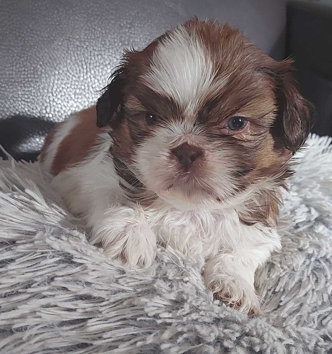 szczeniaczek SHIH TZU miniaturka umowa PASZPORT rodowód