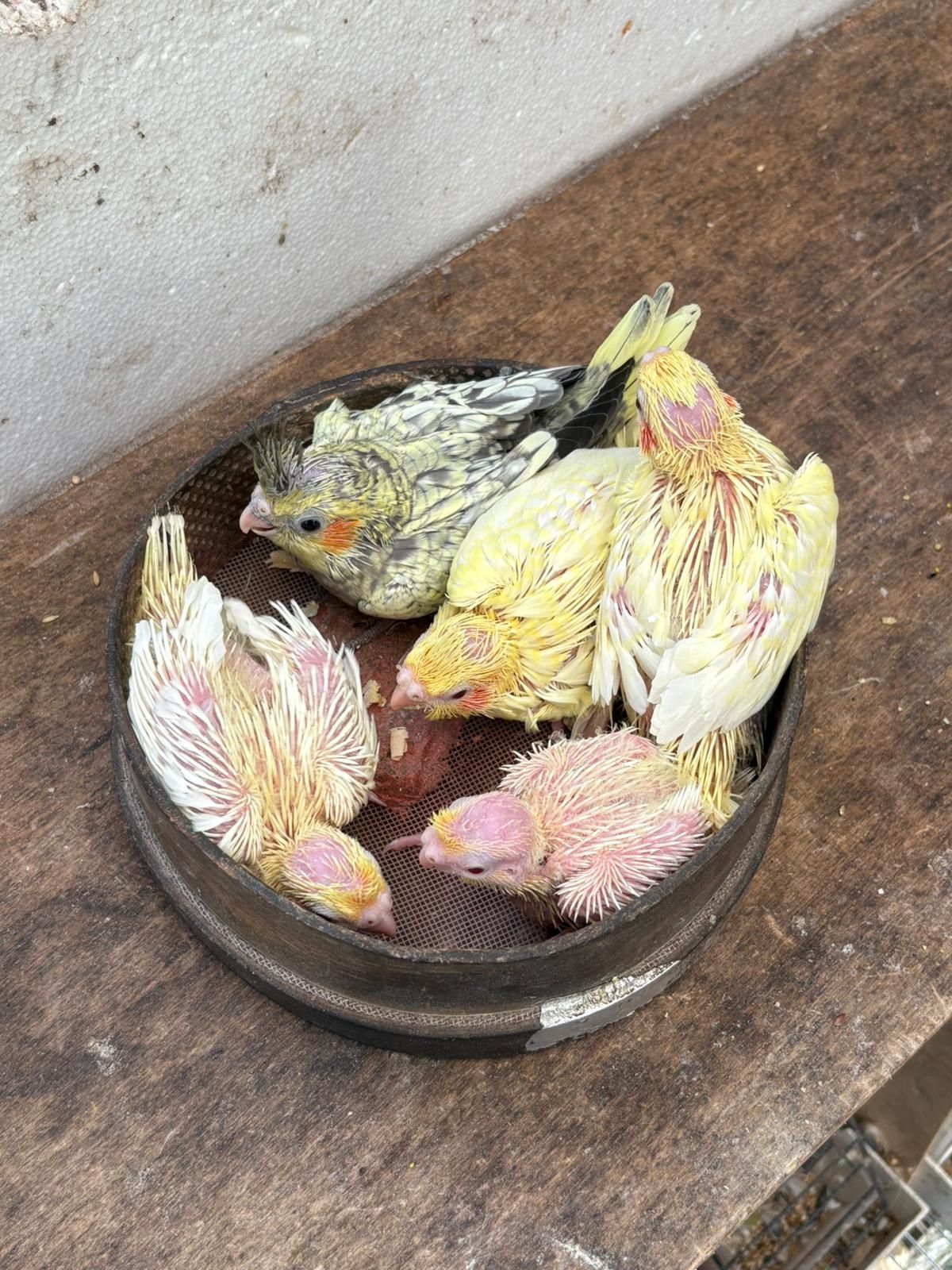Caturras/ Kakarikis para criar á mão