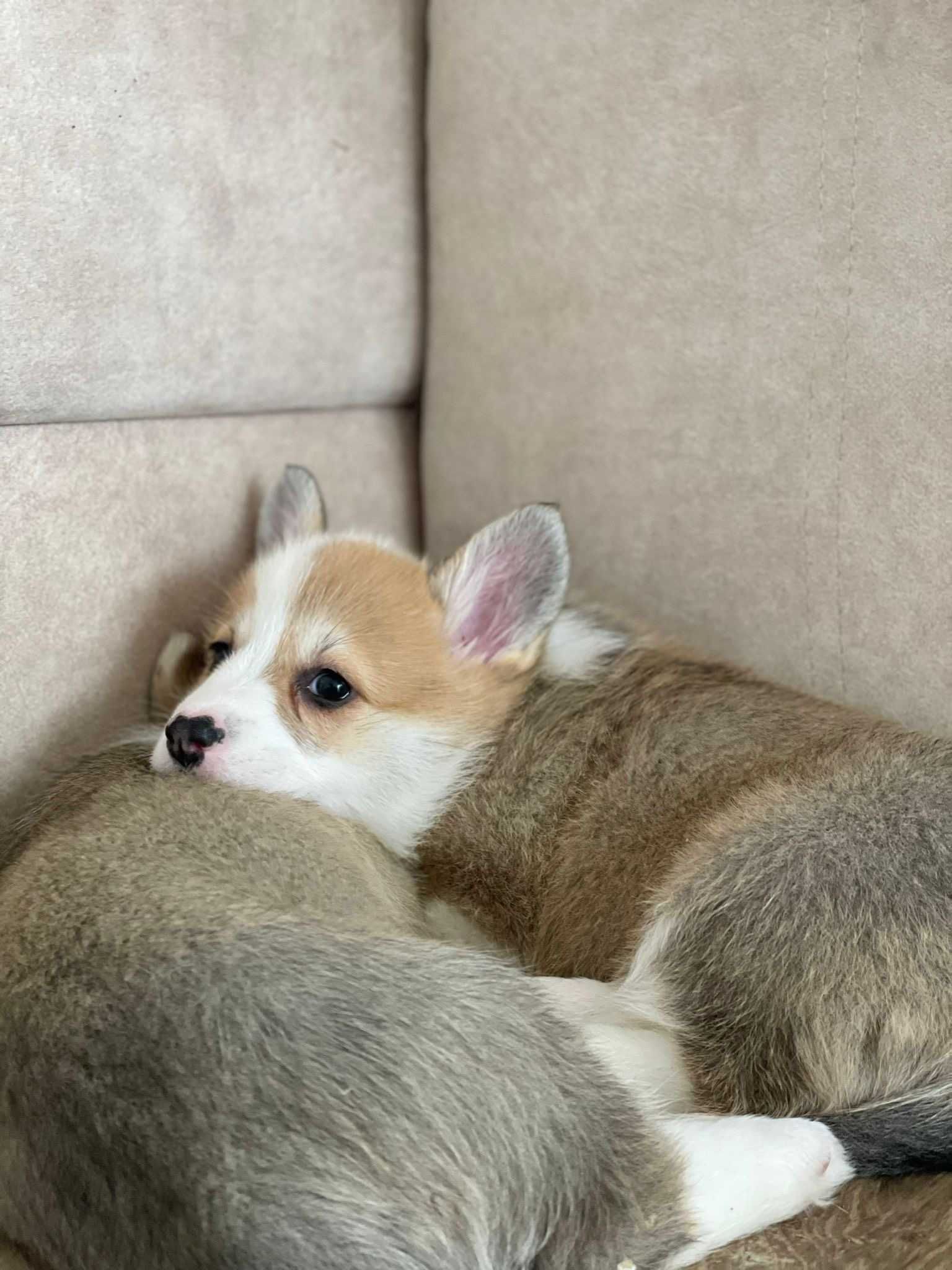 Cachorra Welsh Corgi Pembroke com LOP e Afixo