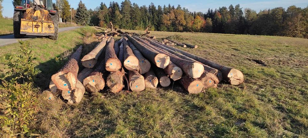 Drzewo jodła i sosna tartaczna