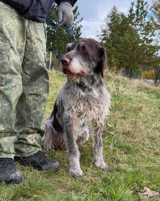 Арчі, дратхаар, шукає дім