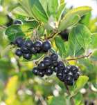 Aronia z domowego ogródka