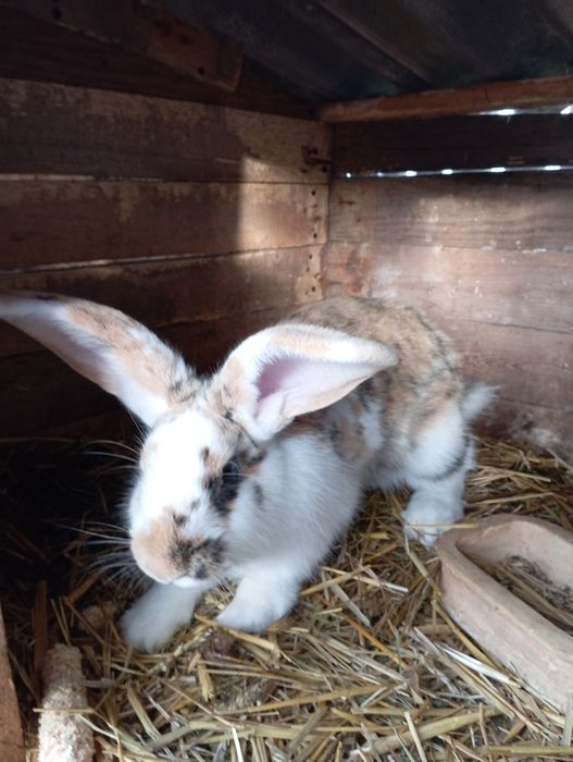 Na sprzedarz króliki