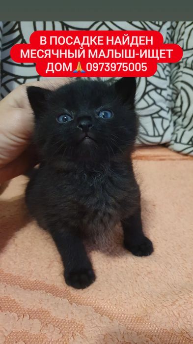 Кошеня чорне 1,5 міс дівчинка