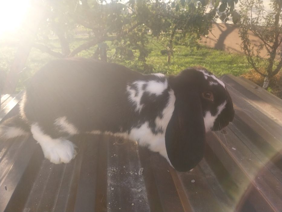 Sprzedam króliki samce