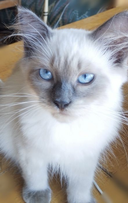 Підрощений тайський котик