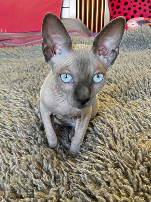 Sphynx canadiano