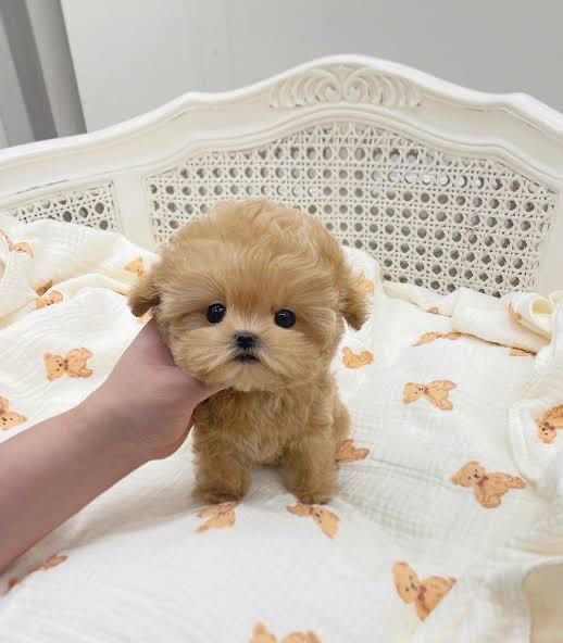 Мальтипу bebi фейс  Luxury