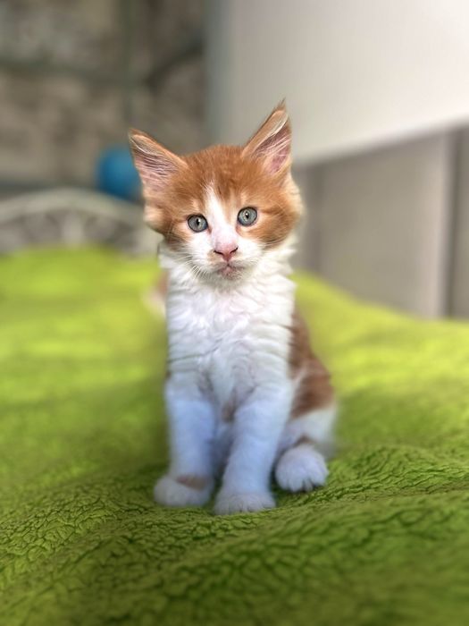 Kocurek Maine Coon „HUGO” d0922 FPL/FIFE – klasyczny rudy z bielą