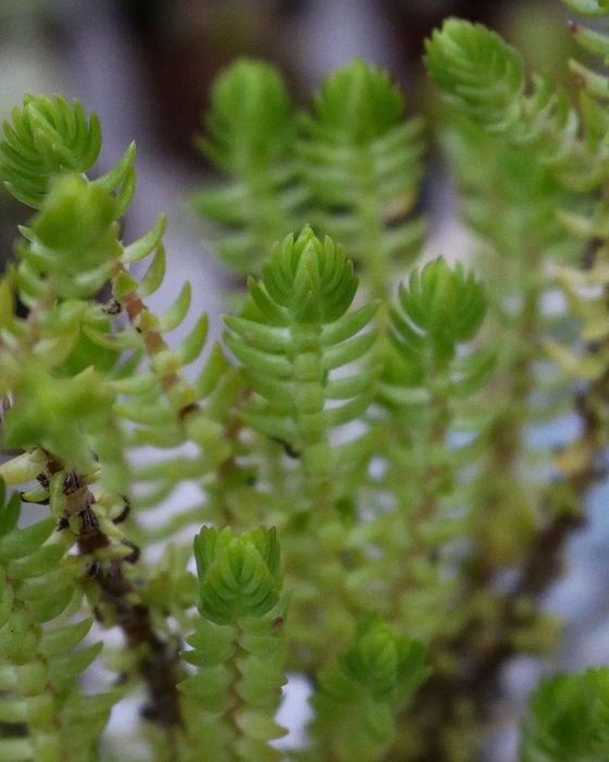 Vendo crassula muscosa