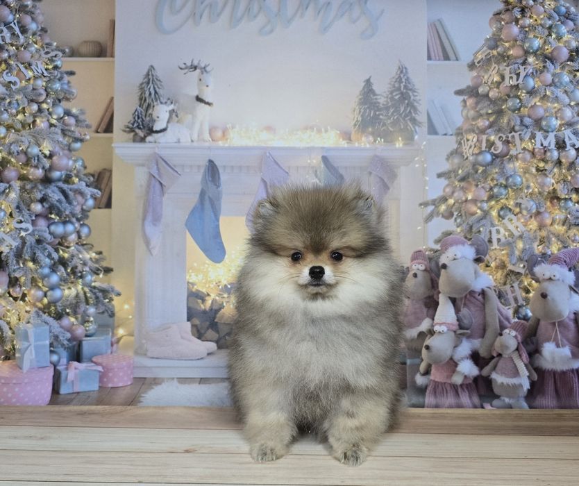 Дивовижний малюк шпіца