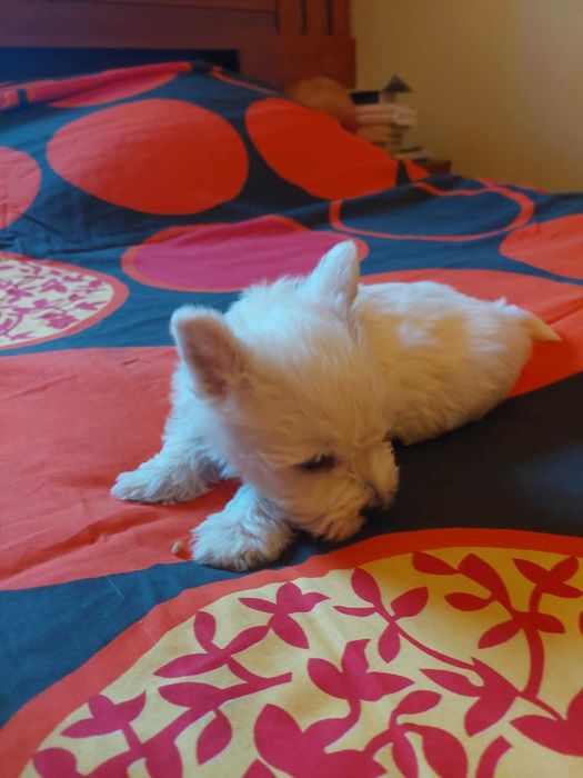 West highland white terrier piesek