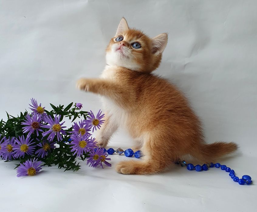 Киев. Британцы котята с зелеными, голубыми глазами в Киеве. Есть выбор