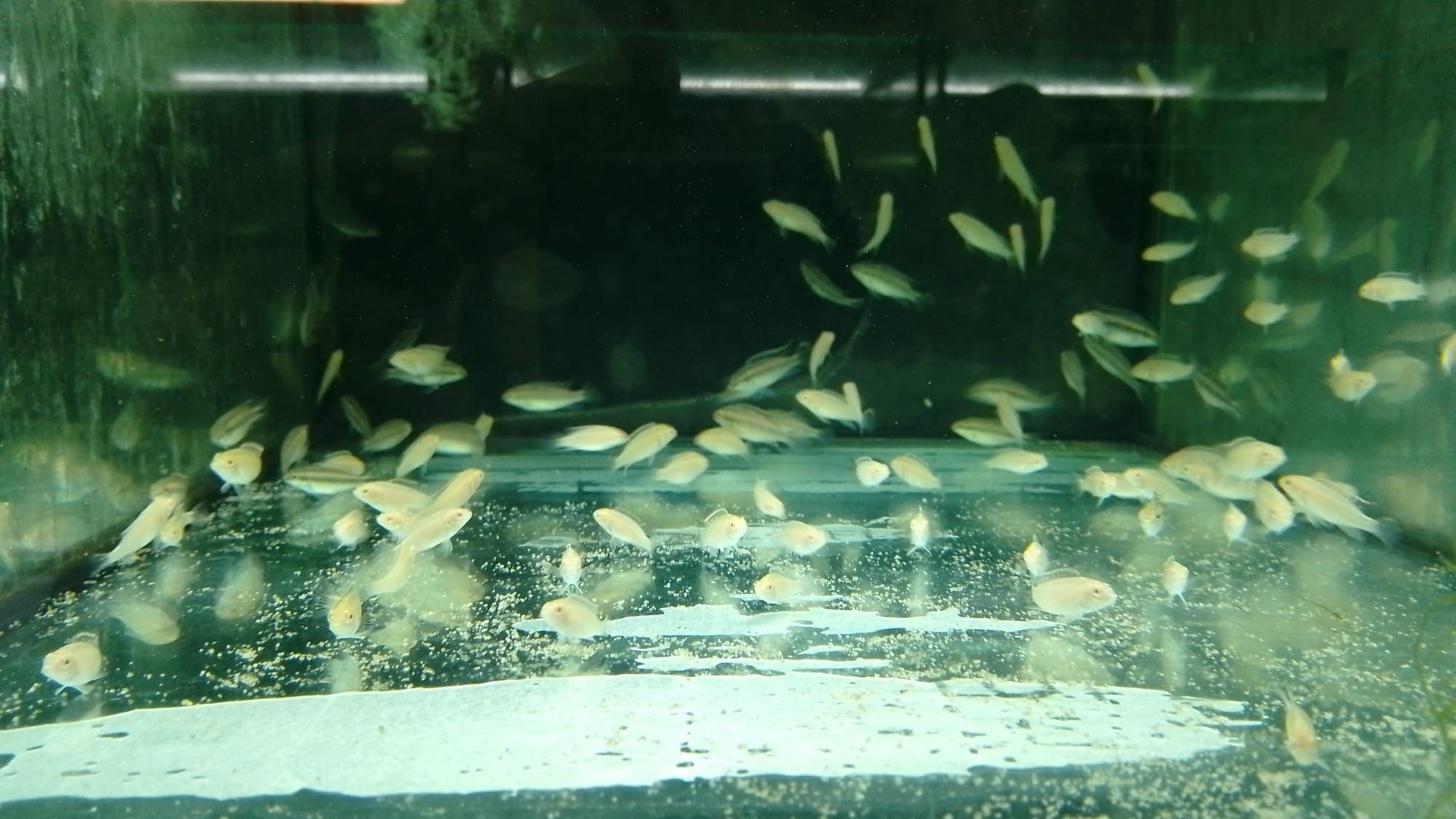 Pelvicachromis Pulcher Albino Full Red e Normais (Kribensis)