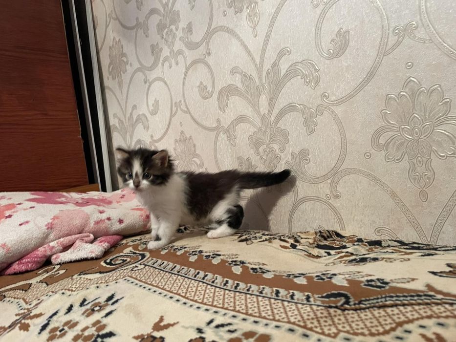 Кошенятко  трьохкольорове