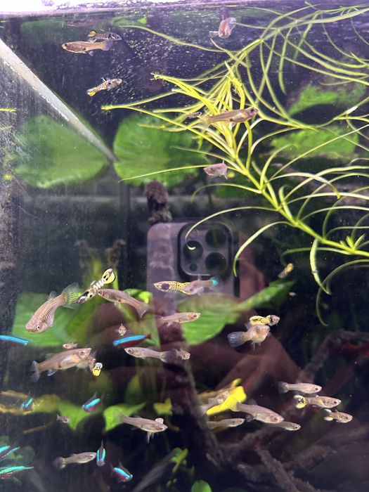 Gupik Endlera Yellow Tiger