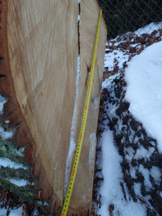 Dąb dłużyca tartaczny