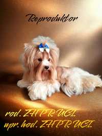 REPRODUKTOR-Golddust Yorkshire Terrier