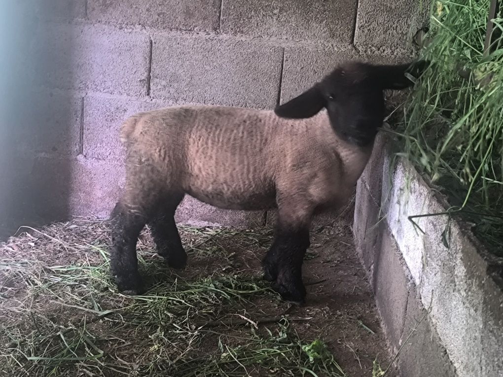 Borregos/borregas Suffolks puros