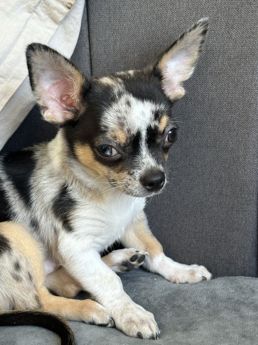 Хлопчик Чихуахуа