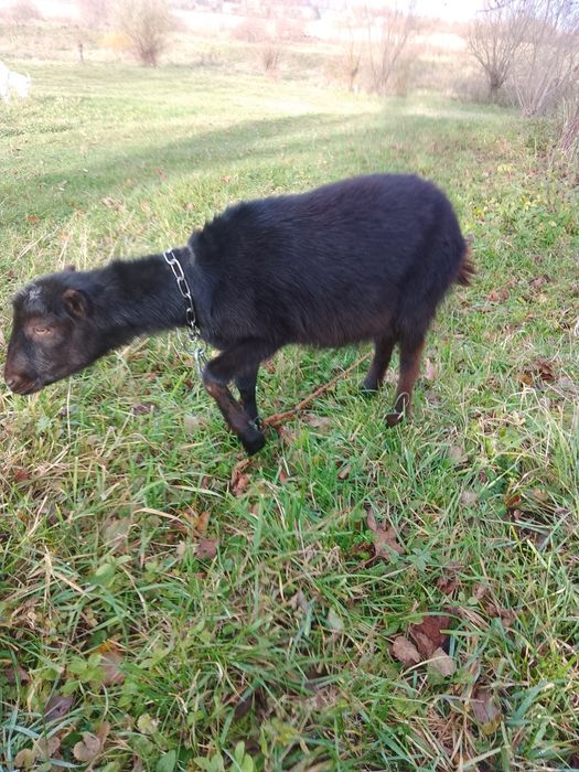 Доросла коза і кізонька