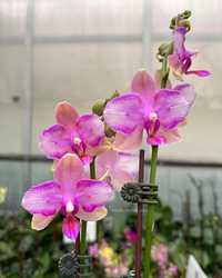 Орхідеї Taisuko Jasper peloric З КВІТКОНОСОМ, 2.5. Пересилка по Україн