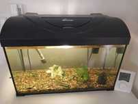 Akwarium 37litrow