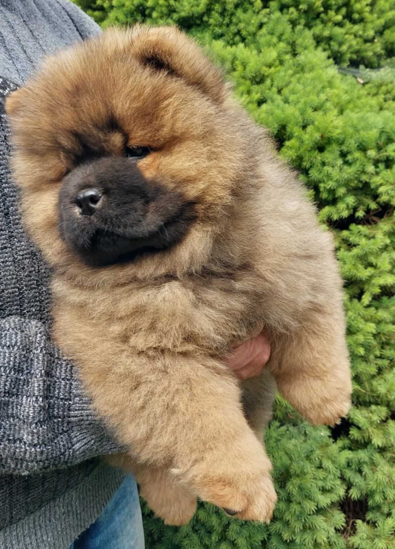 Chow chow ruda suczka ZKwP