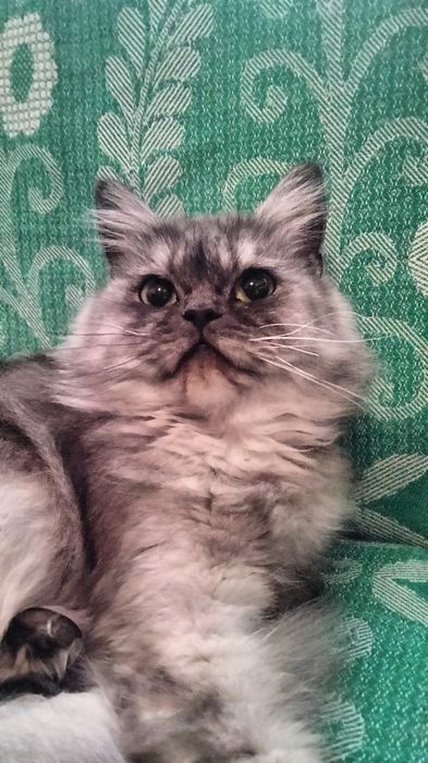 Кішка, персицька срібляста шиншила