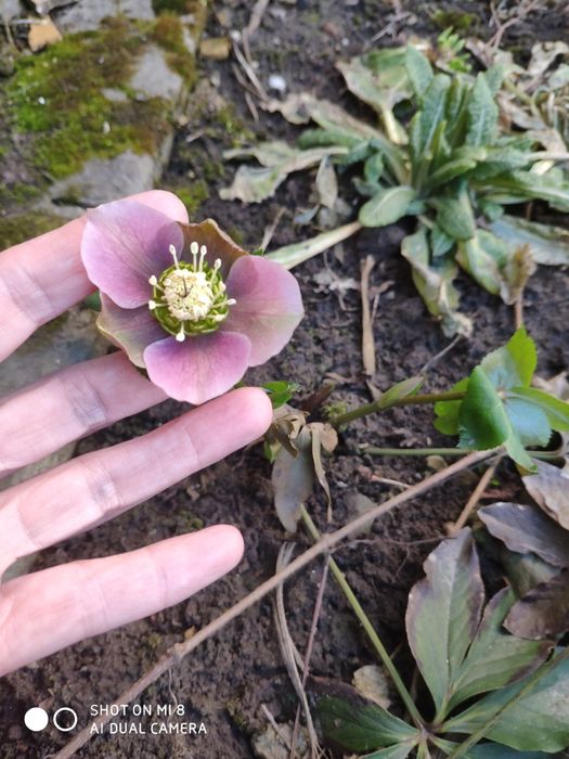 Морозник ( чемерник )