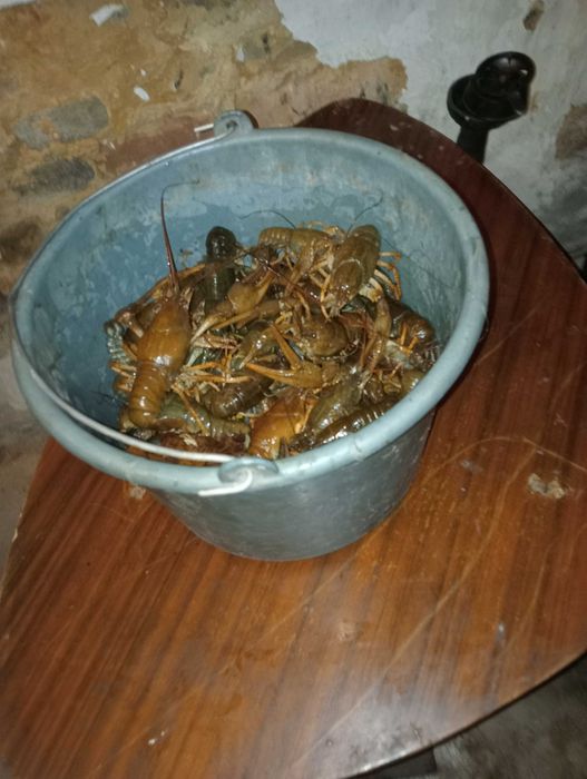 Живите раки Краматорск