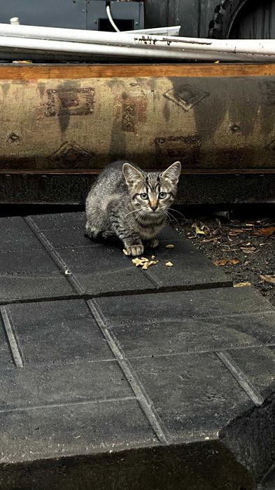 Кошенятка в добрі руки | кошенята | коти | кішки