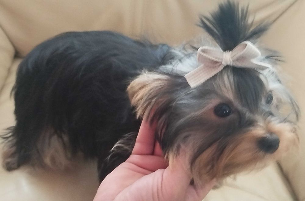 Yorkshire terrier, dziewczynka Bella, 6 miesięcy, hodowla ZKwP i FCI