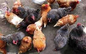 Kury z wolnego wybiegu ! Nioski Rossa Messa Leghorn Dominant ! Dowóz !