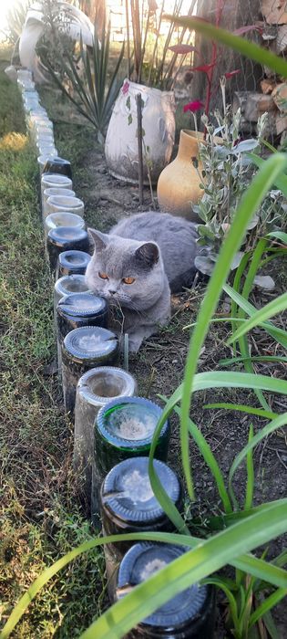 Шотландський прямовухий котик чекає на в'язкуВ'язка
