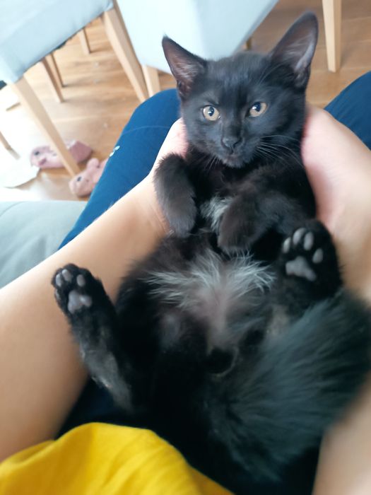 Oddam kotka w dobre ręce