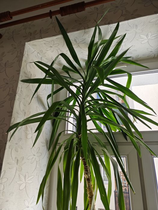 Juka Yucca ponad 2 m Warszawa