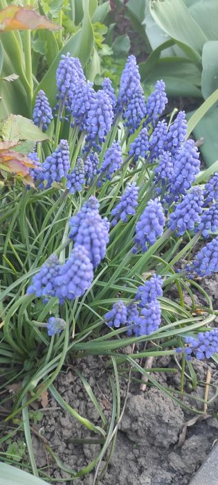 Гіацинт Мускарі (мишачий)