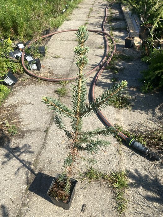 Swierk srebrny klujacy w doniczce p9 40-60 cm