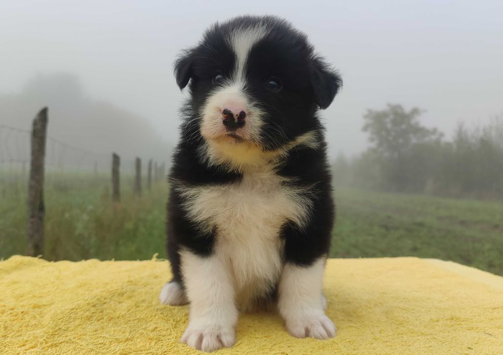 Rasowy BORDER COLLIE czystej krwi z Hodowli, pełna dokumentacja