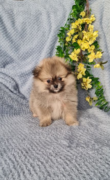 Estupenda mini Lulu da Pomerânia / Spitz Alemão Anão de Qualidade