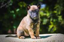 Owczarek Belgijski Malinois Pies (FCI)