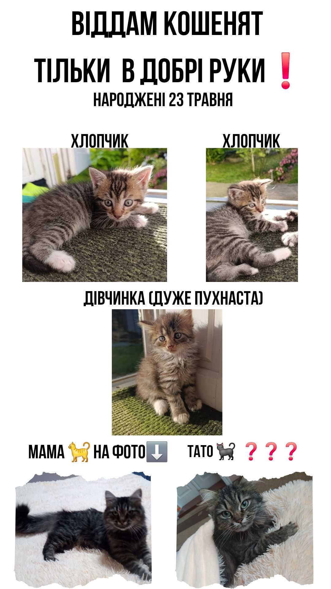 Кошеня в добрі руки