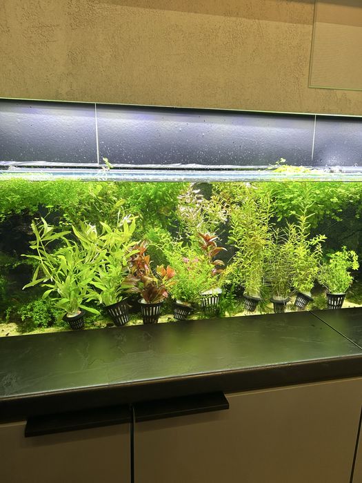 Rosliny w koszykach do akwarium rotala mech bucephakandra ludwigia