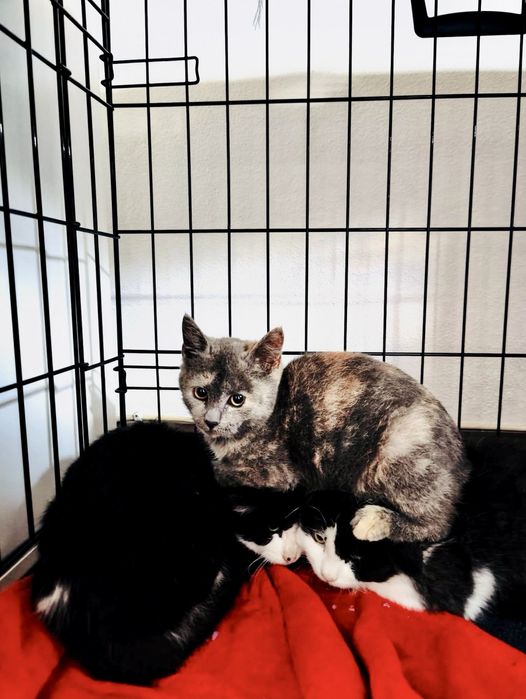 Bebés com cerca de 2/3 meses para adoção responsável