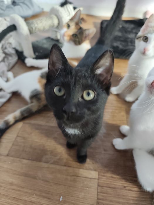 Pokochaj czarną Mambusię