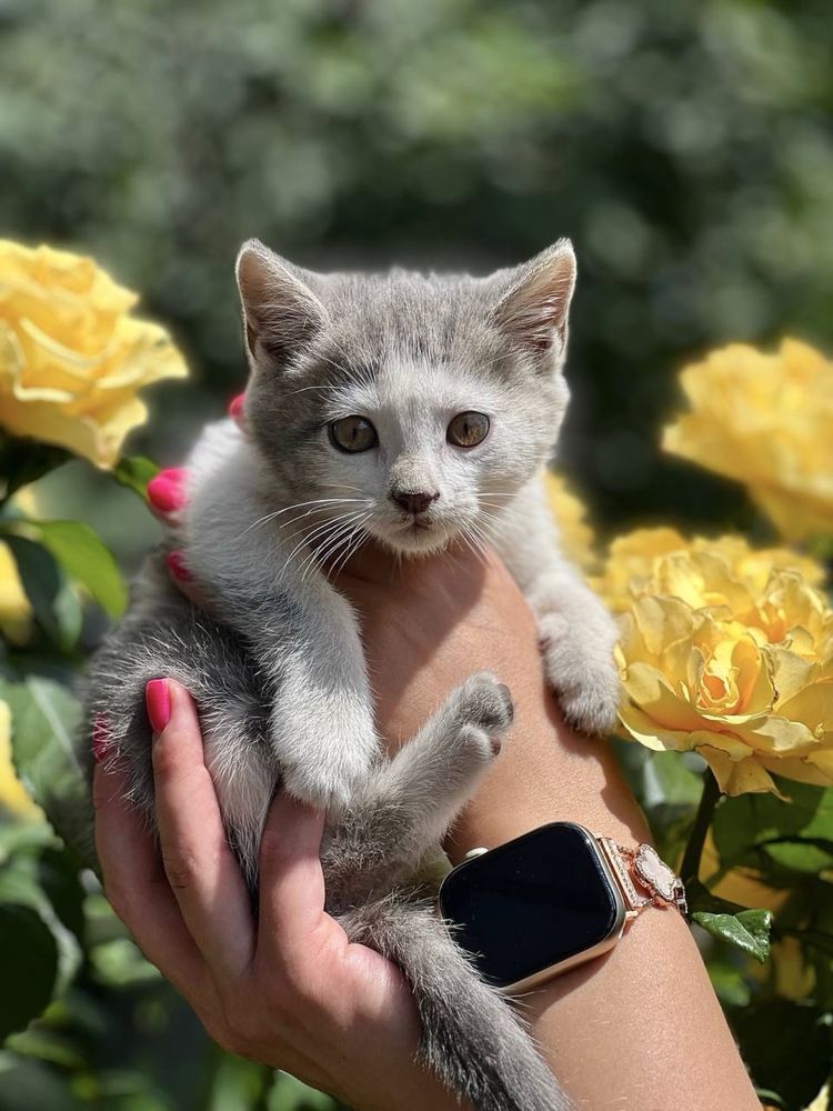 Кошенята  Безкоштовно!
